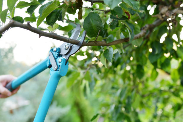 Best Tree Branch Trimming  in Haverford College, PA